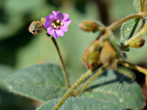 Himalayan Wonder-Flower